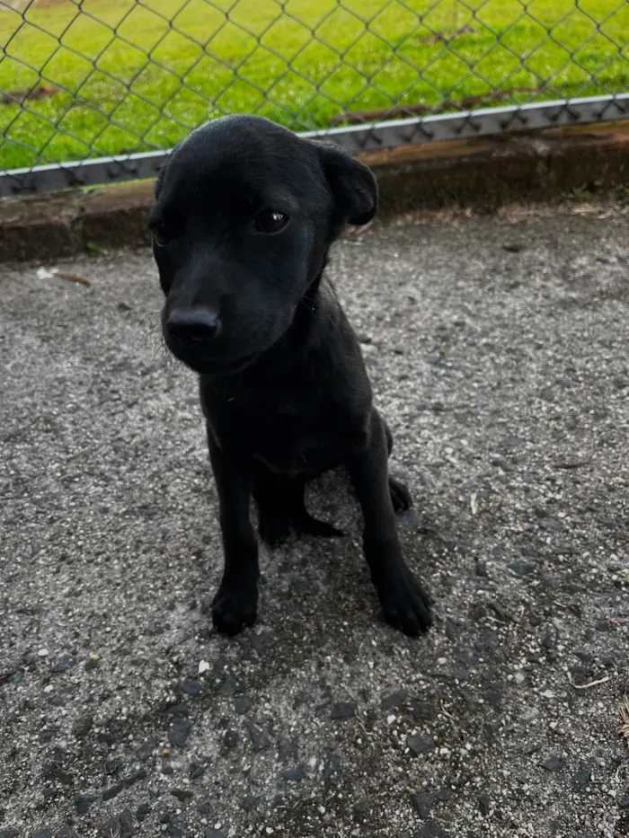 Cachorro ra a SRD-ViraLata idade Abaixo de 2 meses nome sem nome 