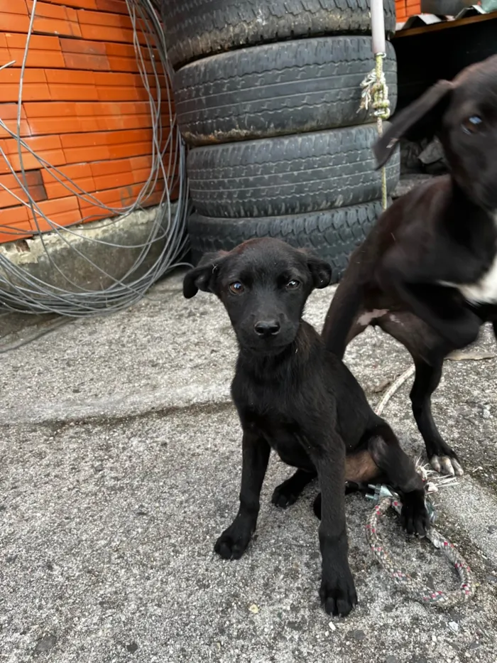 Cachorro ra a SRD-ViraLata idade Abaixo de 2 meses nome sem nome 