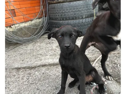 Cachorro ra a SRD-ViraLata idade Abaixo de 2 meses nome sem nome 