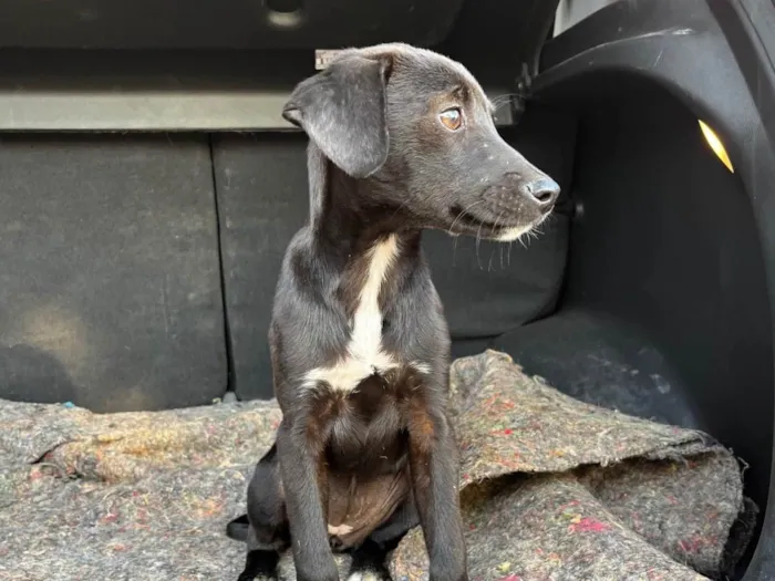 Cachorro ra a SRD-ViraLata idade Abaixo de 2 meses nome Sem Nome
