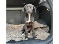 Cachorro raça SRD-ViraLata idade Abaixo de 2 meses nome Sem Nome