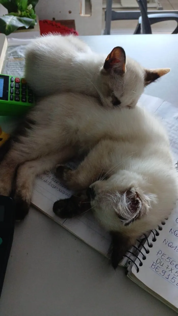 Gato ra a Siamês idade 7 a 11 meses nome Julieta