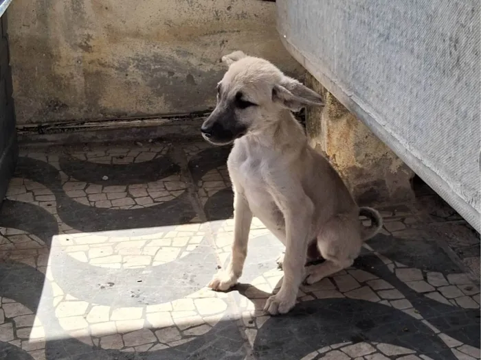 Cachorro ra a SRD-ViraLata idade 2 a 6 meses nome Melissa e Mel