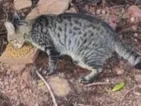 Gato raça SRD-ViraLata idade 7 a 11 meses nome Mei
