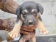Cachorro ra a SRD-ViraLata idade 2 a 6 meses nome Thor
