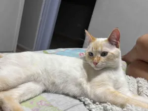 Gato ra a SRD-ViraLata idade 1 ano nome Romeu 