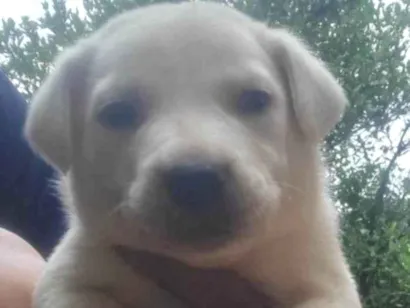 Cachorro raça SRD-ViraLata idade 2 a 6 meses nome Igris 