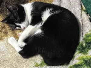 Gato ra a SRD-ViraLata idade 7 a 11 meses nome Julieta 