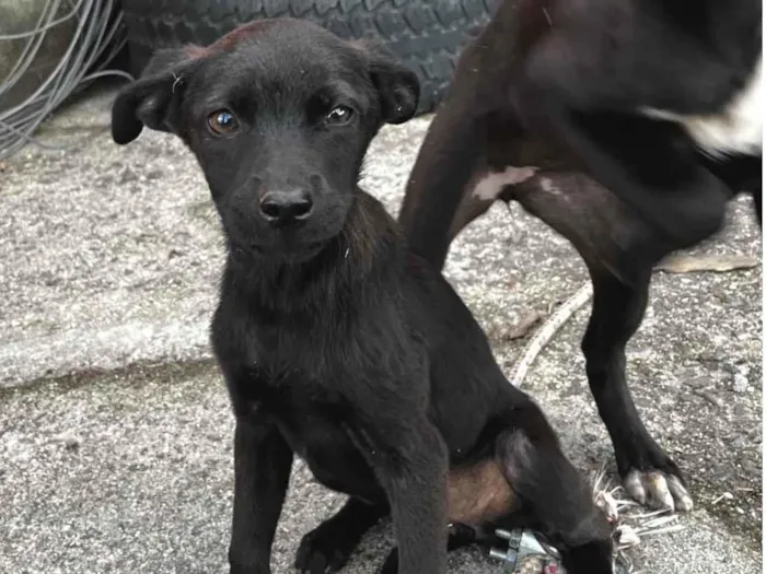 Cachorro raça SRD-ViraLata idade Abaixo de 2 meses nome sem nome 