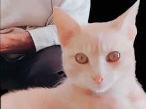 Gato raça SRD-ViraLata idade 7 a 11 meses nome Galego