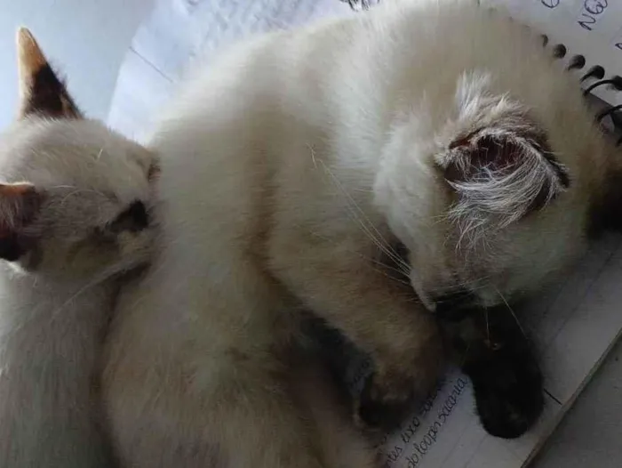 Gato raça Siamês idade 7 a 11 meses nome Julieta