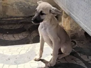 Cachorro raça SRD-ViraLata idade 2 a 6 meses nome Melissa e Mel
