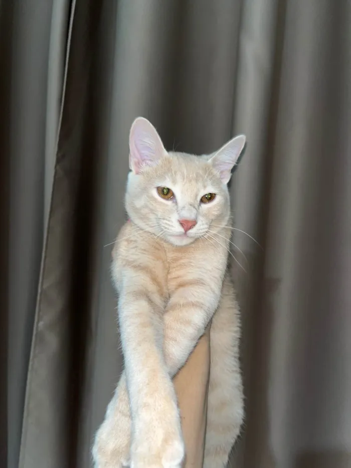 Gato ra a SRD-ViraLata idade 7 a 11 meses nome Zyan