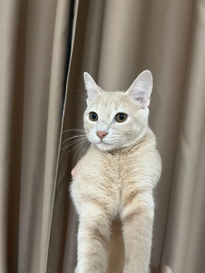 Gato ra a SRD-ViraLata idade 7 a 11 meses nome Zyan