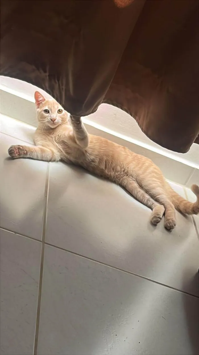 Gato ra a SRD-ViraLata idade 7 a 11 meses nome Zyan