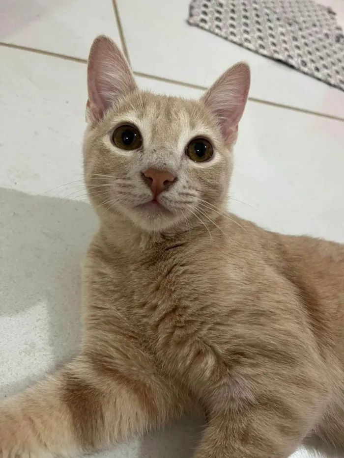 Gato ra a SRD-ViraLata idade 7 a 11 meses nome Zyan