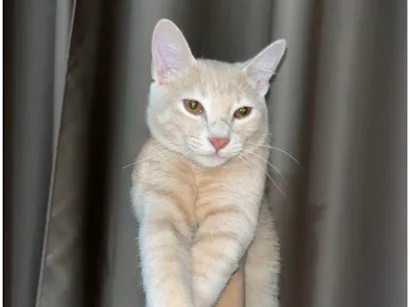 Gato raça SRD-ViraLata idade 7 a 11 meses nome Zyan