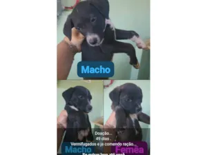 Cachorro raça SRD-ViraLata idade Abaixo de 2 meses nome Sem nome 