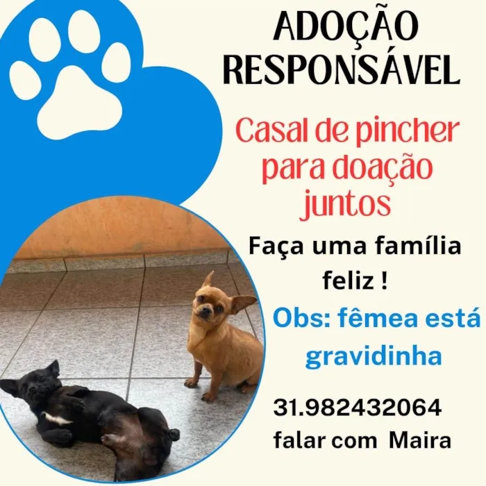 Cachorro ra a Pinscher idade 7 a 11 meses nome Teo de Lolla 