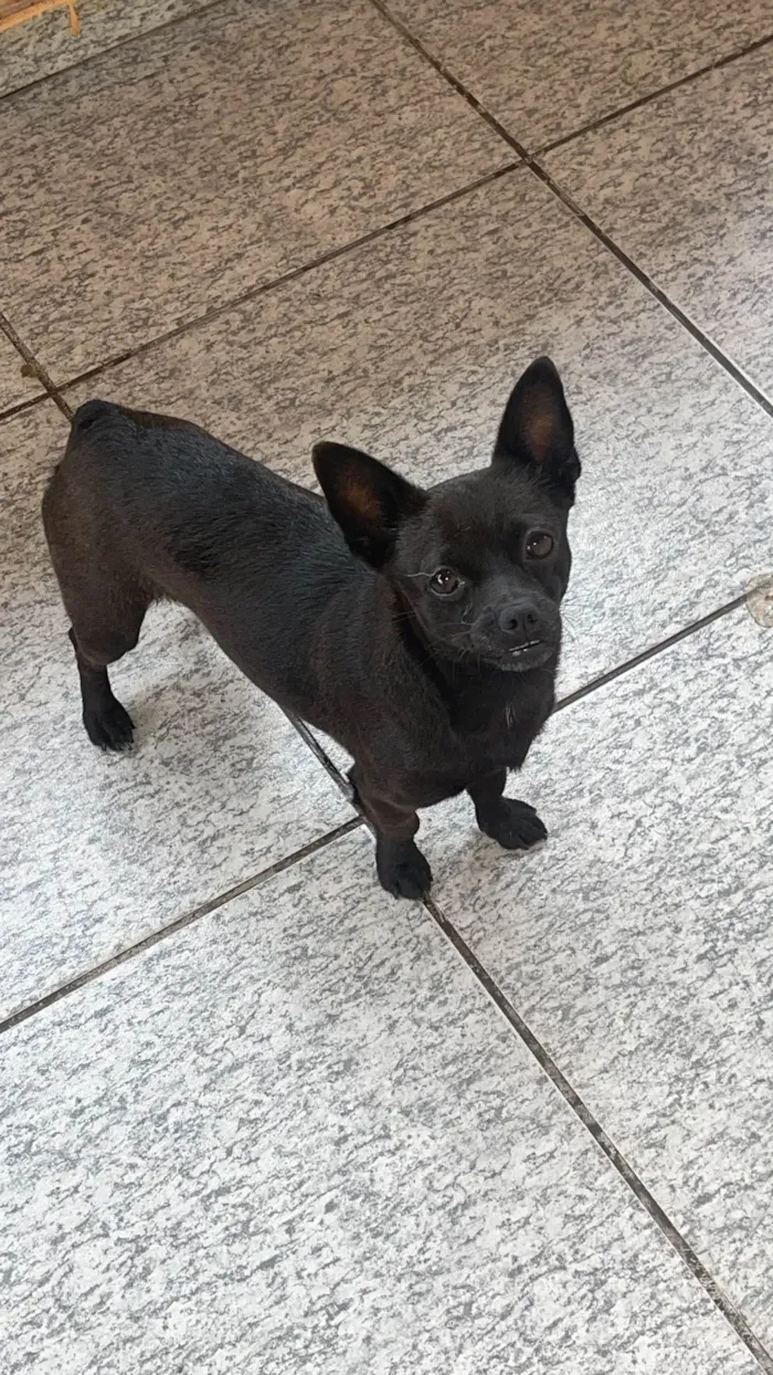 Cachorro ra a Pinscher idade 7 a 11 meses nome Teo de Lolla 
