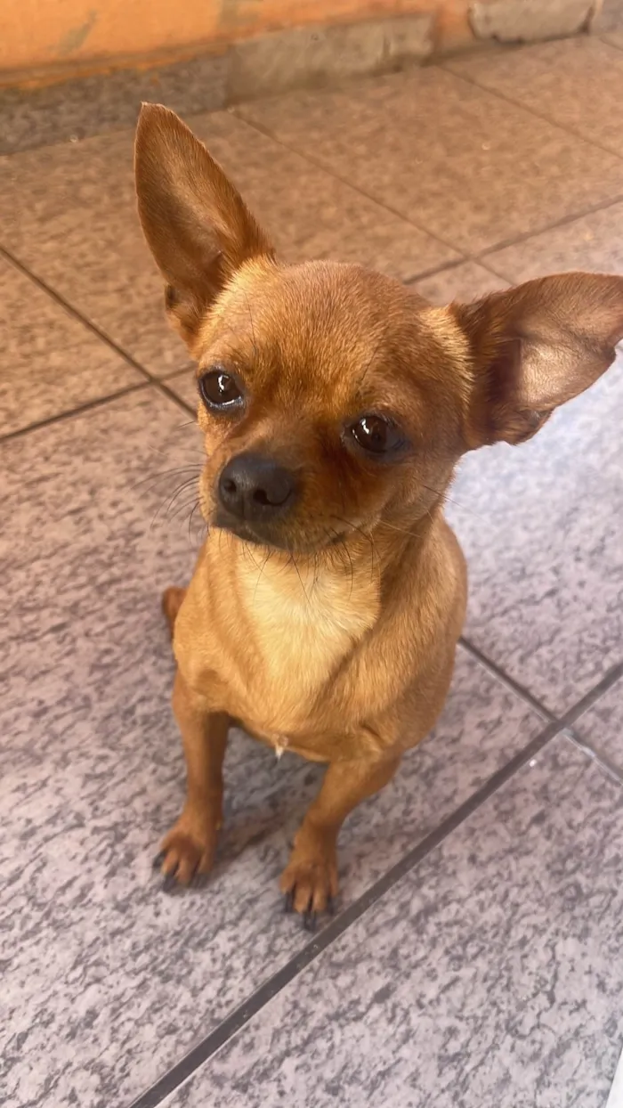 Cachorro ra a Pinscher idade 7 a 11 meses nome Teo de Lolla 