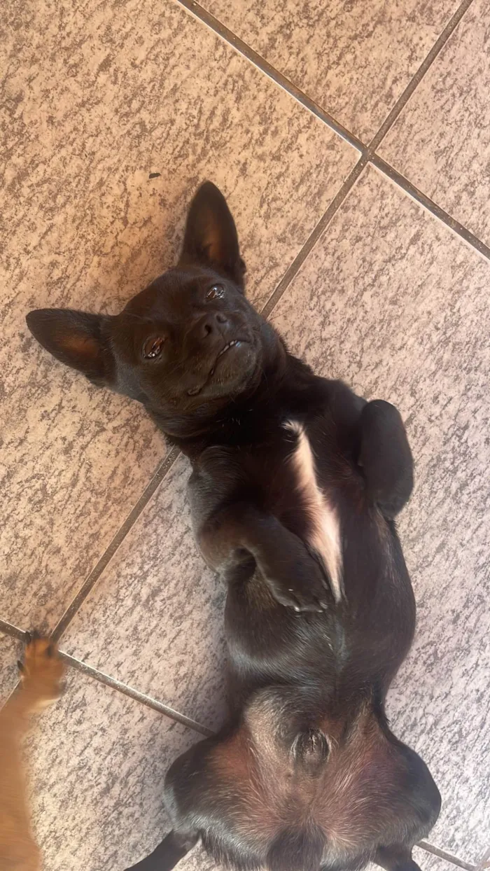 Cachorro ra a Pinscher idade 7 a 11 meses nome Teo de Lolla 