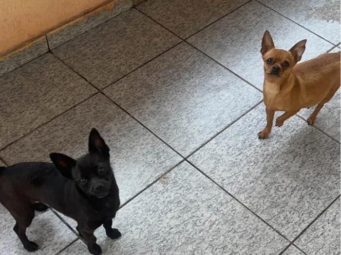 Cachorro ra a Pinscher idade 7 a 11 meses nome Teo de Lolla 