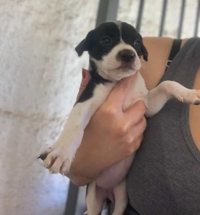 Cachorro ra a SRD-ViraLata idade 2 a 6 meses nome Larissa