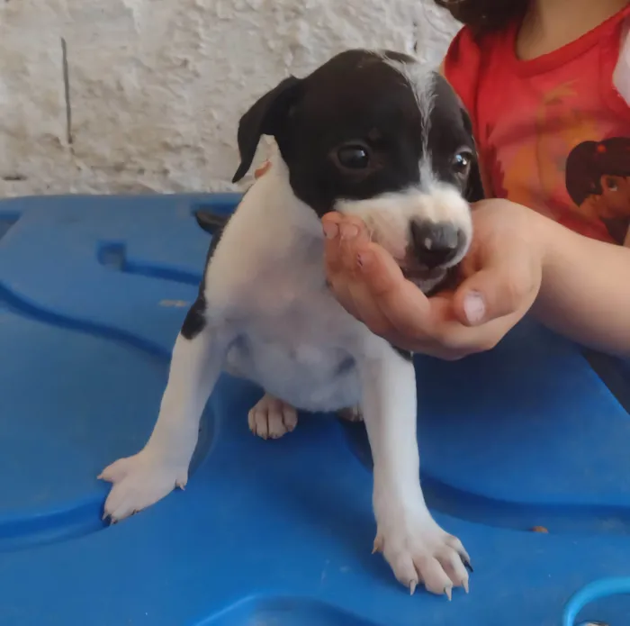 Cachorro ra a SRD-ViraLata idade 2 a 6 meses nome Larissa