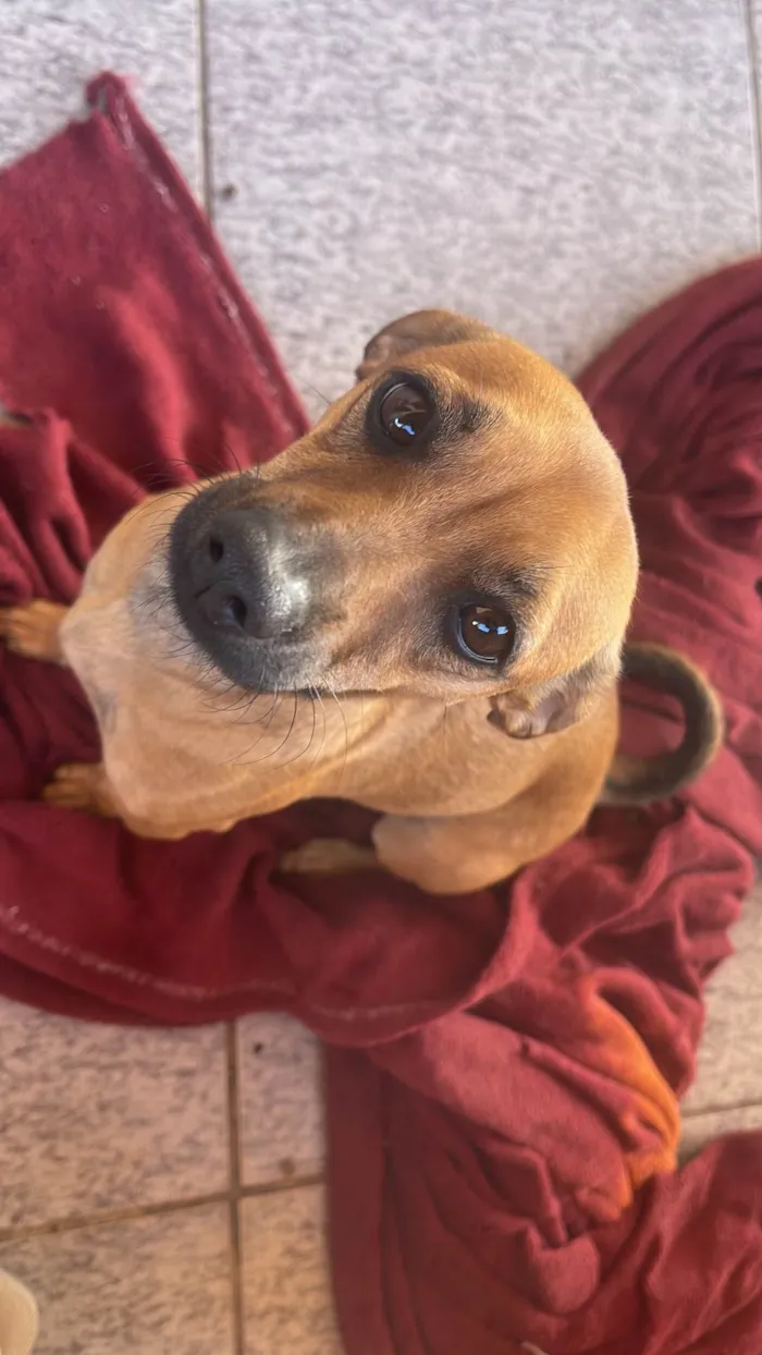 Cachorro ra a SRD-ViraLata idade 2 a 6 meses nome Amora 