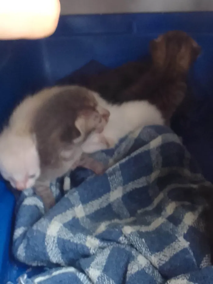 Gato ra a SRD-ViraLata idade Abaixo de 2 meses nome Monte gato