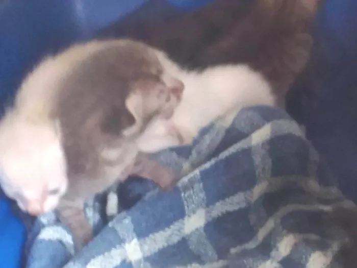 Gato ra a SRD-ViraLata idade Abaixo de 2 meses nome Monte gato