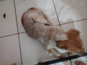 Cachorro ra a SRD-ViraLata idade 7 a 11 meses nome Dora