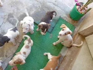 Cachorro raça SRD-ViraLata idade 2 a 6 meses nome Não tem 