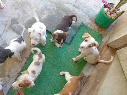 Cachorro raça SRD-ViraLata idade 2 a 6 meses nome Não tem 