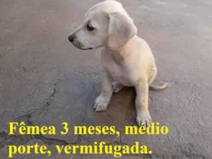 Cachorro raça SRD-ViraLata idade 2 a 6 meses nome Meg