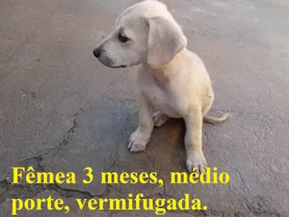 Cachorro raça SRD-ViraLata idade 2 a 6 meses nome Meg