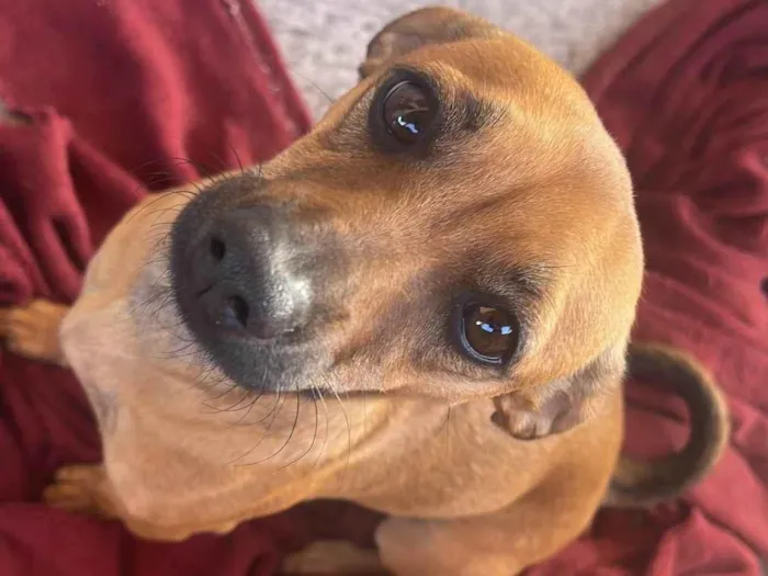 Cachorro ra a SRD-ViraLata idade 2 a 6 meses nome Amora 