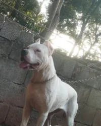 Cachorro ra a Pit-Bull idade 3 anos nome Afrodite