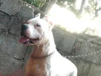 Cachorro raça Pit-Bull idade 3 anos nome Afrodite