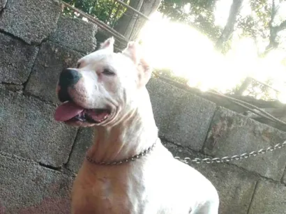 Cachorro raça Pit-Bull idade 3 anos nome Afrodite