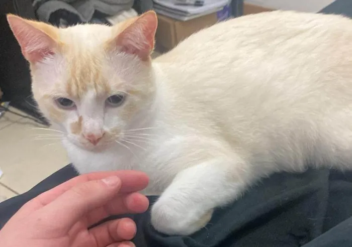 Gato ra a Siamês idade 1 ano nome Tapioca 