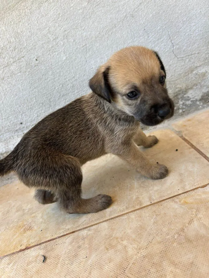 Cachorro ra a SRD-ViraLata idade Abaixo de 2 meses nome Reginaldo Fidencio
