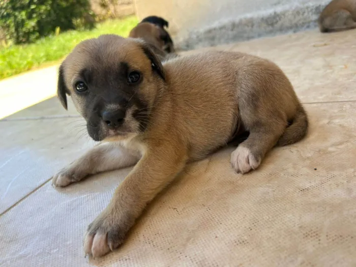 Cachorro ra a SRD-ViraLata idade Abaixo de 2 meses nome Reginaldo Fidencio
