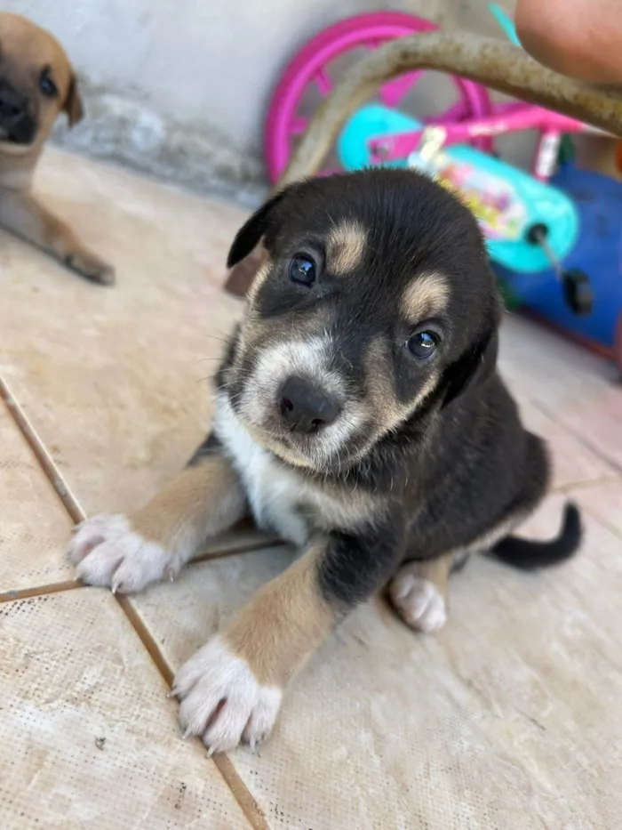 Cachorro ra a SRD-ViraLata idade Abaixo de 2 meses nome Reginaldo Fidencio