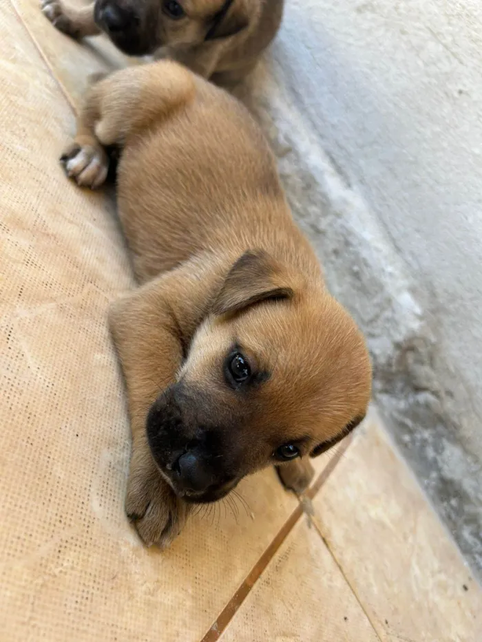 Cachorro ra a SRD-ViraLata idade Abaixo de 2 meses nome Reginaldo Fidencio