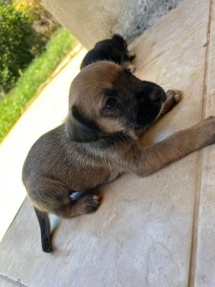 Cachorro ra a SRD-ViraLata idade Abaixo de 2 meses nome Reginaldo Fidencio