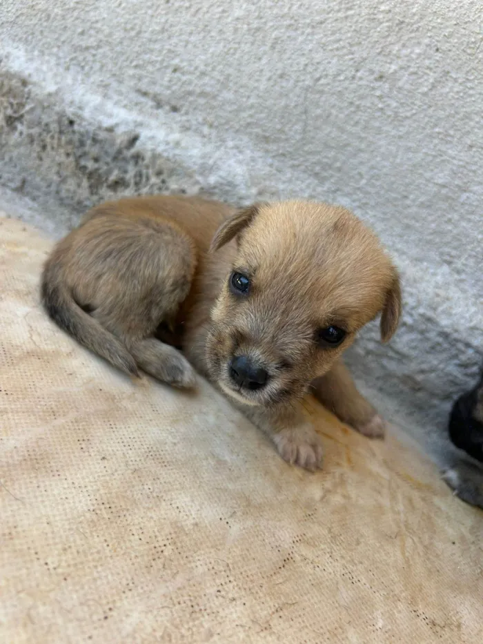 Cachorro ra a SRD-ViraLata idade Abaixo de 2 meses nome Reginaldo Fidencio