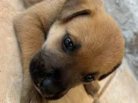 Cachorro ra a SRD-ViraLata idade Abaixo de 2 meses nome Reginaldo Fidencio