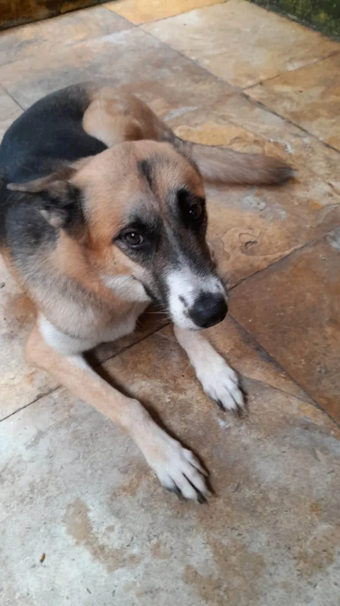 Cachorro ra a Pastor Alemão idade 3 anos nome Emanuel Felipe Nobre Do Nascimento